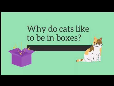 Why do cats like to be in boxes?