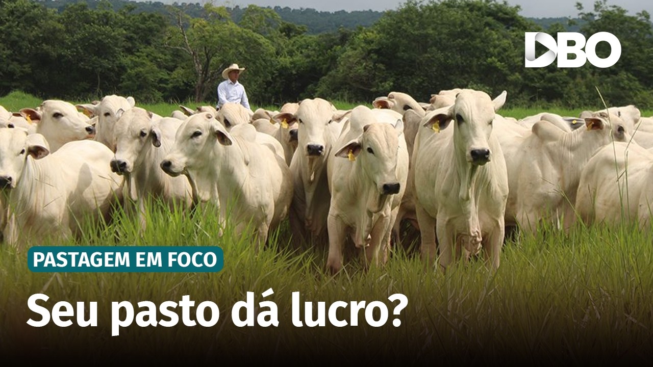 Pecuária a pasto: os fatores que determinam a rentabilidade