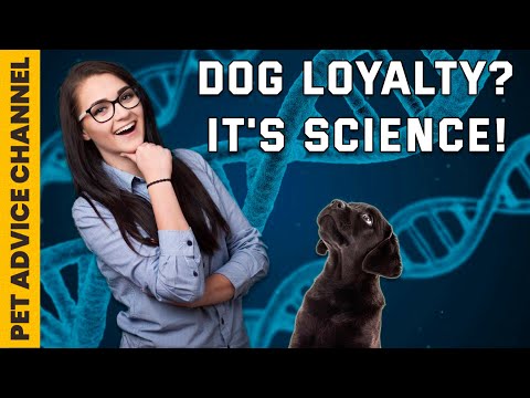 Why are dogs so loyal - 3 scientific reasons
