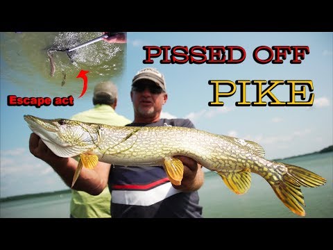 YouTube video about: How to fish pike in weeds?
