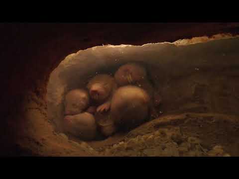 "Einfach Tierisch" Folge 21 - Ausflug in den Unterirdischen Zoo