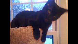 Catherine Wheel - She&#39;s My Friend