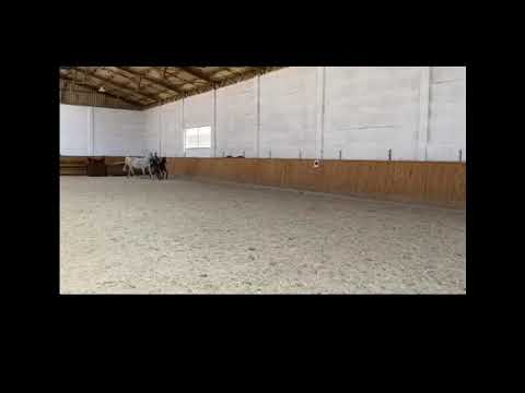 Hengstfohlen v. Zinedine-Cornet Obolensky