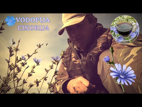Vodopija cikorija, divlja zapostavljena biljka