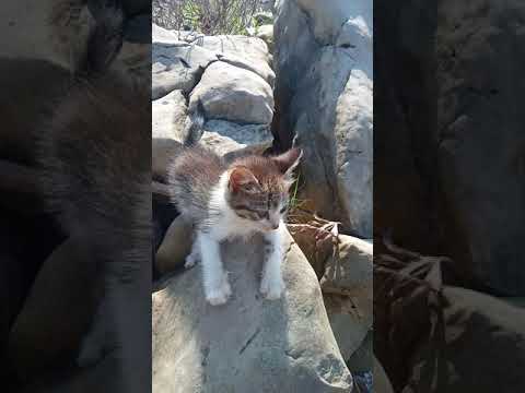 Stray Abandoned Sick Kitten