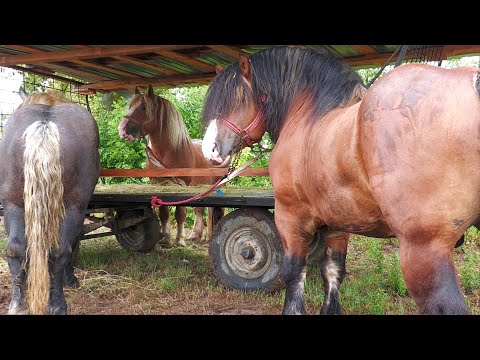 Armăsari pentru montă Mircea de la Rușeni - Satu Mare