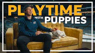 Stanley Steemer Stanley Steemer Presents: Playtime With Puppies