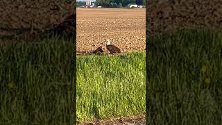 Eagle and her breakfast