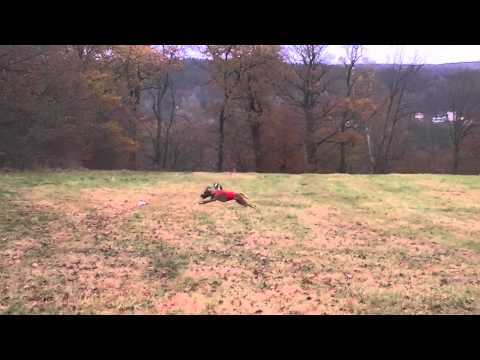 Coursing trénink 3.11.2012 - Shaggi, Safira a Jefy