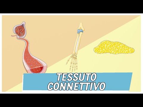 Connective Tissue | Science Tips