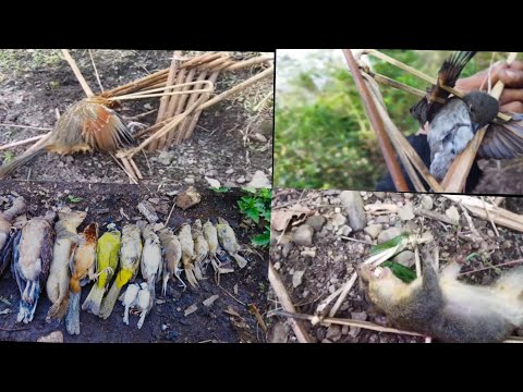 Nagas Style Traditional way of trapping birds with Termites |Alhu Kusu|