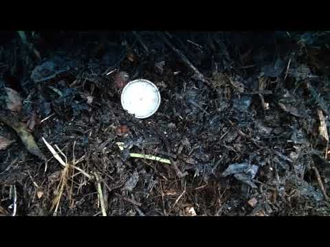 How does a pile heat up in November? Processing compost on frosty nights