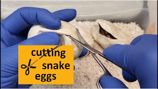 Snake eggs - First egg cutting of 2021. DH clown ghost