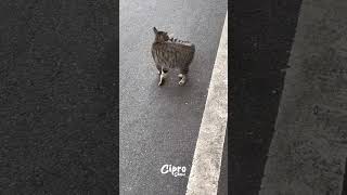 Mira lo que hace este gatito #viralvideo