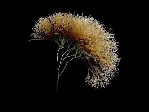 Genesis - Limited Growth