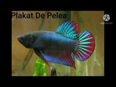 Tipos de Bettas Plakat