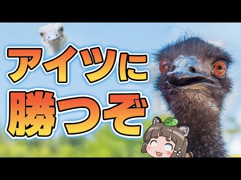 エミューとダチョウの違い