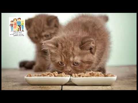 عالم الأطفال- حكاية القطة والقرد