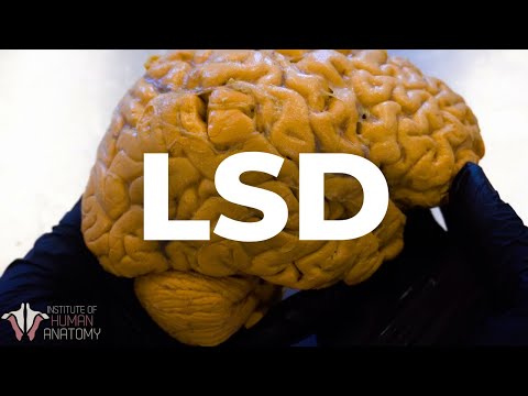 What LSD Does to the Brain