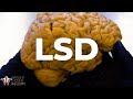 What LSD Does To The Brain