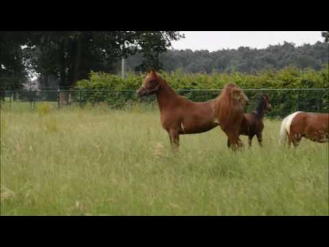 MA Fatima, a straight Egyptian mare