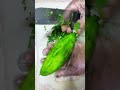 Karela Katne Ka Tarika Bittergourd Karela Tips Food Recipe Recipe Cuttingskills Vegetables