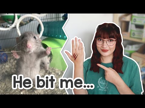 The dark side of owning rats | Rat bites
