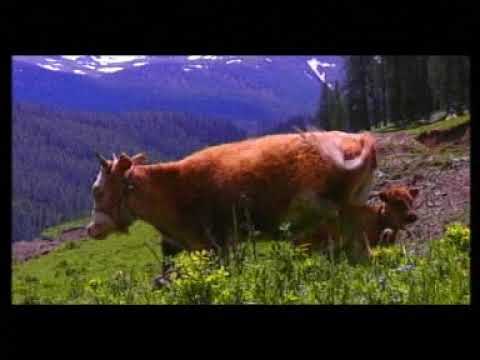 Uyghur Music Collection 11 -  "Aq Boz Atim"  («ئۇيغۇرچە مۇزىكا - «ئاق بوز ئاتىم )