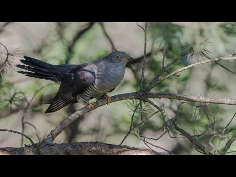 UraganiuS - "Cuckoo Was Singing"