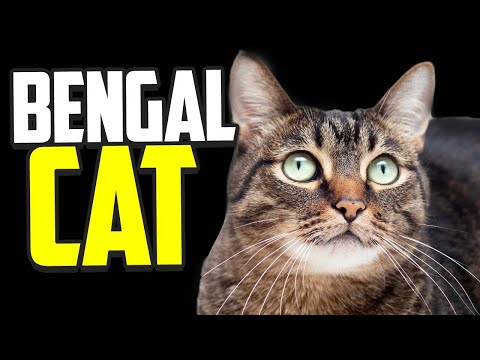 Bengal Cat Facts