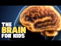 The Brain For Kids Learn Cool Facts About The Human Brain