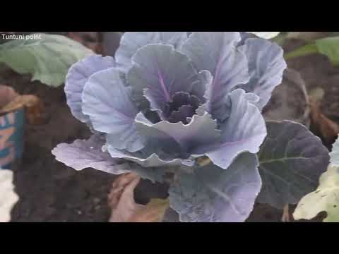 , title : 'The beauty of different colored cauliflower plants | Tuntuni point | Episode-17'