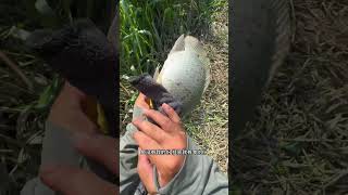 Download lagu Memancing di Pedesaan yang Luar Biasa, Tangkapan Besar dari Sungai Desa mp3 Download lagu Memancing di Pedesaan yang Luar Biasa, Tangkapan Besar dari Sungai Desa mp3