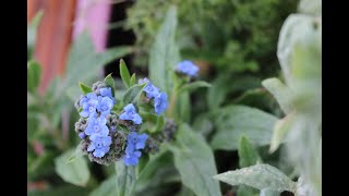 Forget Me Not Complete Growing Guide From Seeds To Flower ~ Ep 100