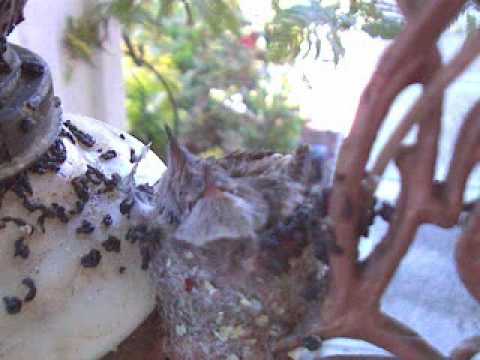 Hummingbird Live cam Day 20 - Give me a place to land!