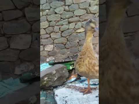 Duck sound 🦆 #shorts Please subscribe 🙏