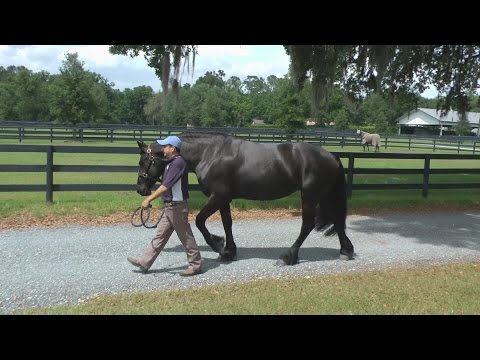 A Day in the Life: Jade ISF at Iron Spring South - SOLD!