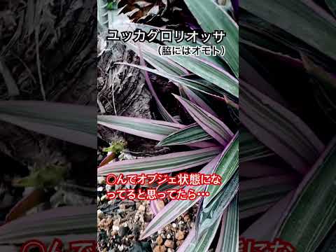 屋外のユッカを維持するにはどうすればよいですか?魔法の開花のチュートリアル!  庭園