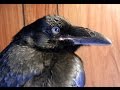 A Raven's Talk