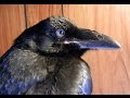 A Raven's Talk - Ila France Porcher A Raven's Talk
