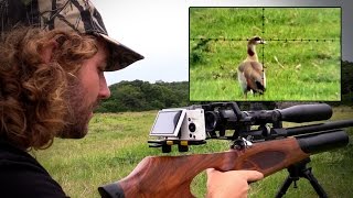 Egyptian Goose Pest Control with an Airgun
