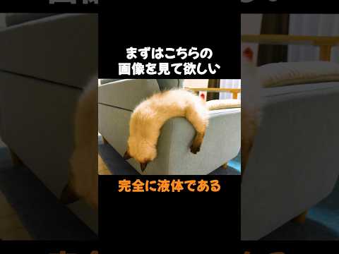 視覚に表れる動物の数値感覚