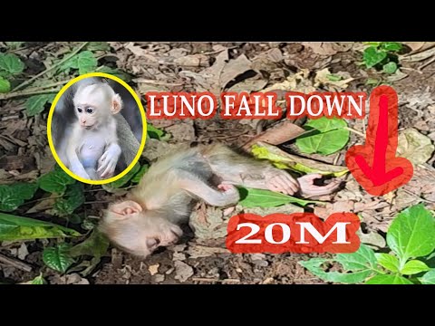 LUNO fall down from tree his mother LUNA look so sad🌺🐒😘DE