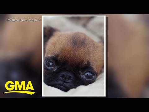 ‘GMA’ Pet of the Week: Meet Brussels Sprout l GMA
