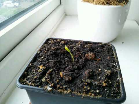 Jalapeño Plant Timelapse - 17/12/17