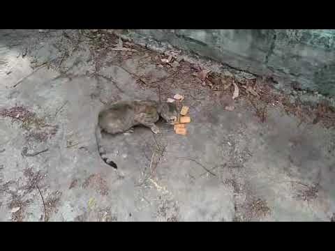 Cat | Cute Animal | Feeding | Shamim Rizvi |