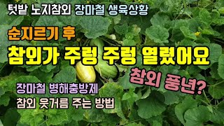 텃밭농사 노지참외가 장마에도 열매가 주렁주렁 열렸습니다  참외 병해충방제와 웃거름주는 방법
