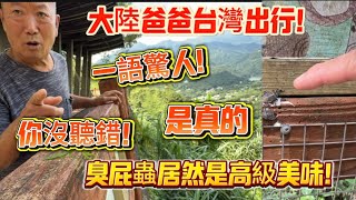 大陸爸爸台灣出行!一語驚人!你沒聽錯!這真的臭屁蟲居然是高級美味!