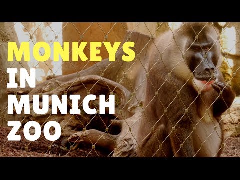 Monkeys in Munich Zoo Hellabrunn 2017 - Travel Germany [4K]