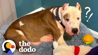 Rescuers Surprise Mama Pittie With A Lady And The Tramp Dinner | The Dodo by The Dodo